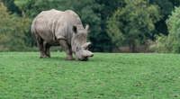 Rhino